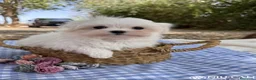 Bichón Maltés perros en venta: Bichon Maltes Toy Coreano - Anuncio 3