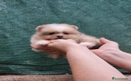 Pomerania perros en venta: Hembrita merle ojos azules  - Imagen 3