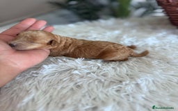 Caniche Toy perros en venta: CANICHE TOY HEMBRA - Imagen 2
