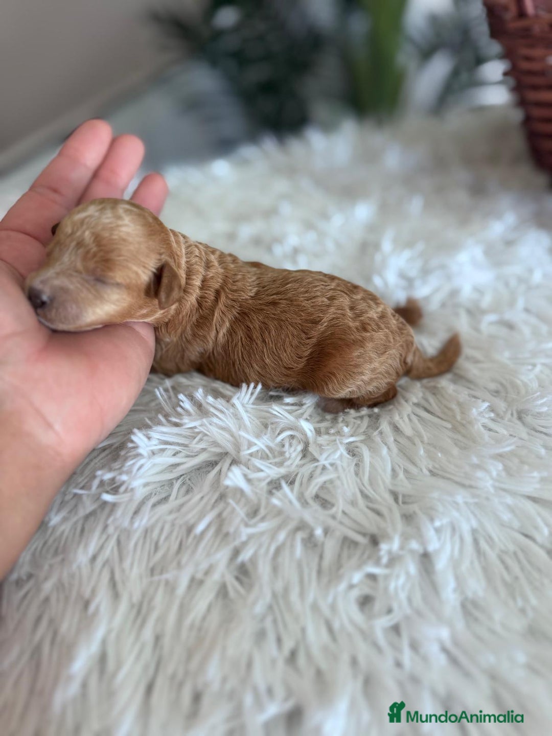 Caniche Toy perros en venta: CANICHE TOY HEMBRA - Imagen 2