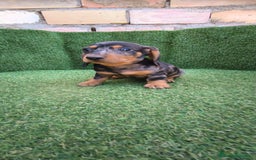 Teckel Miniatura perros en venta: teckel miniatura arlequin - Imagen 14