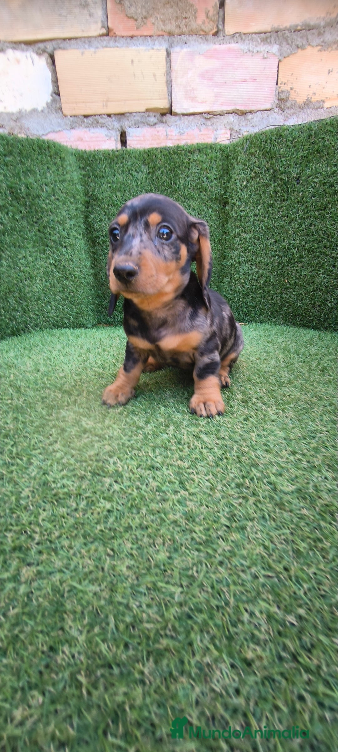 Teckel Miniatura perros en venta: teckel miniatura arlequin - Imagen 14