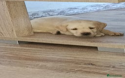 Labrador Retriever perros en venta: Hembra de labrador  - Imagen 5