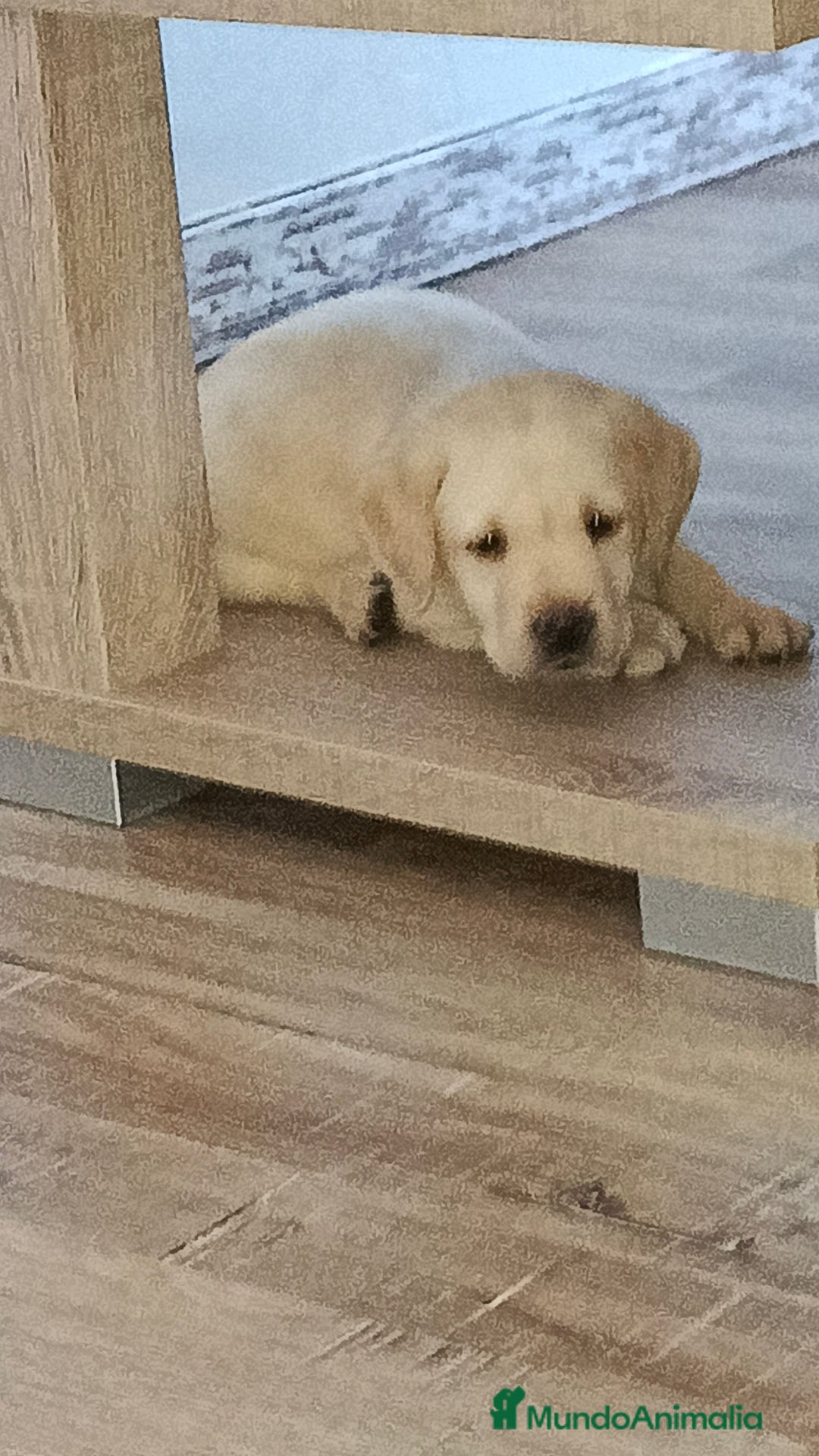 Labrador Retriever perros en venta: Hembra de labrador  - Imagen 5