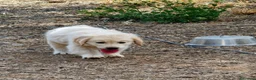 Golden Retriever perros en venta: Golden Retriever línea inglesa  - Anuncio 2