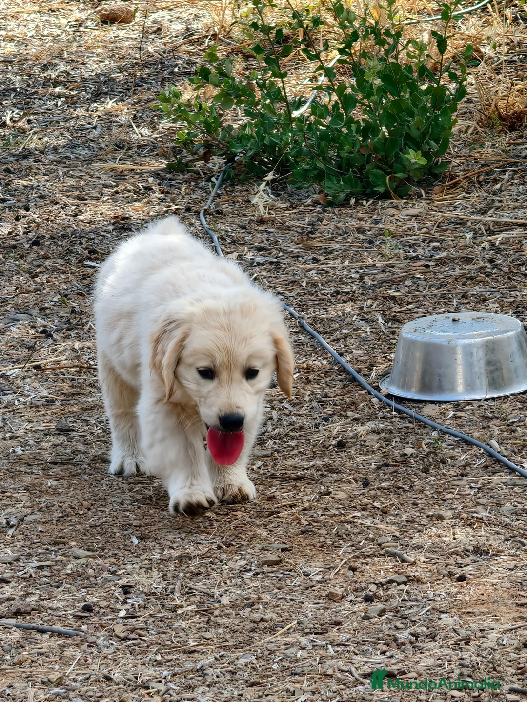 Golden Retriever perros en venta: Golden Retriever línea inglesa  - Anuncio 2