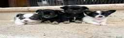 Chihuahua perros en venta: Chihuhua pelo largo  - Anuncio 1