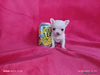 Chihuahua perros Chihuahua blanca de bolsillo en Badajoz - Anuncio 26