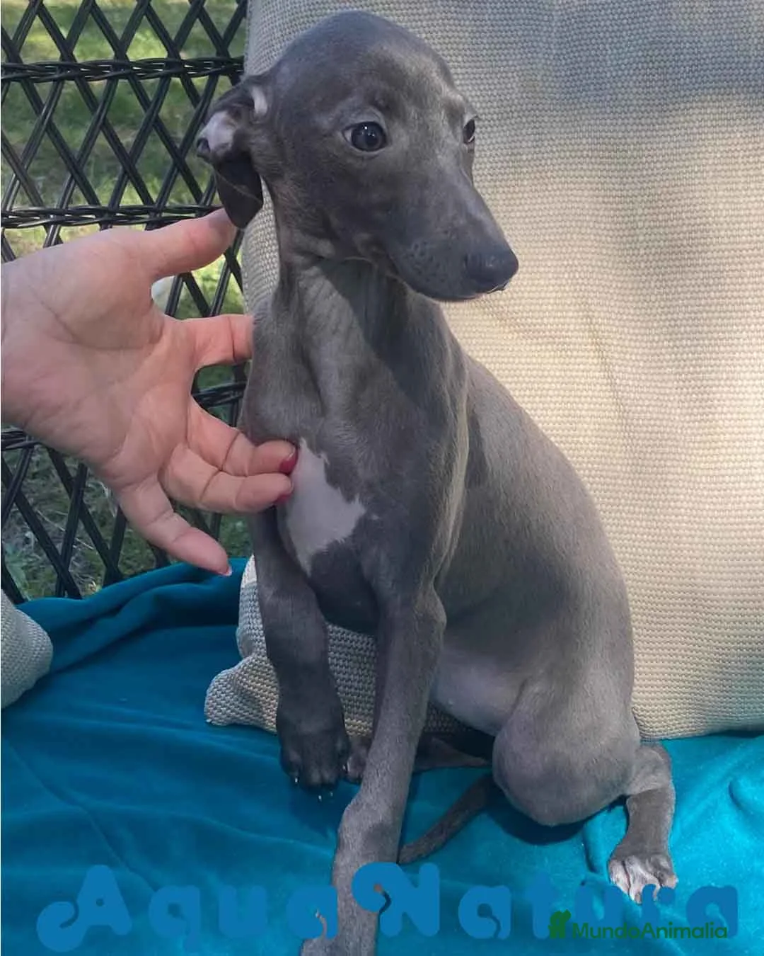 Pequeño Lebrel Italiano perros en venta: Lebrel Italiano Hembra 1976 AQUANATURA - Anuncio 2