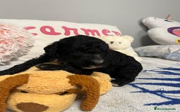 Perro de Agua Español perros en venta: Cahorro perro de agua Español en Granada  - Imagen 5