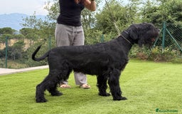 Schnauzer Gigante perros en venta: SCHNAUZER GIGANTE - Imagen 3