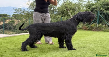 Schnauzer Gigante perros - Anuncio 6