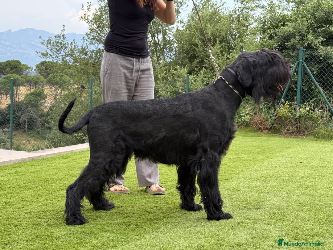 Schnauzer Gigante perros en venta: SCHNAUZER GIGANTE - Imagen 3