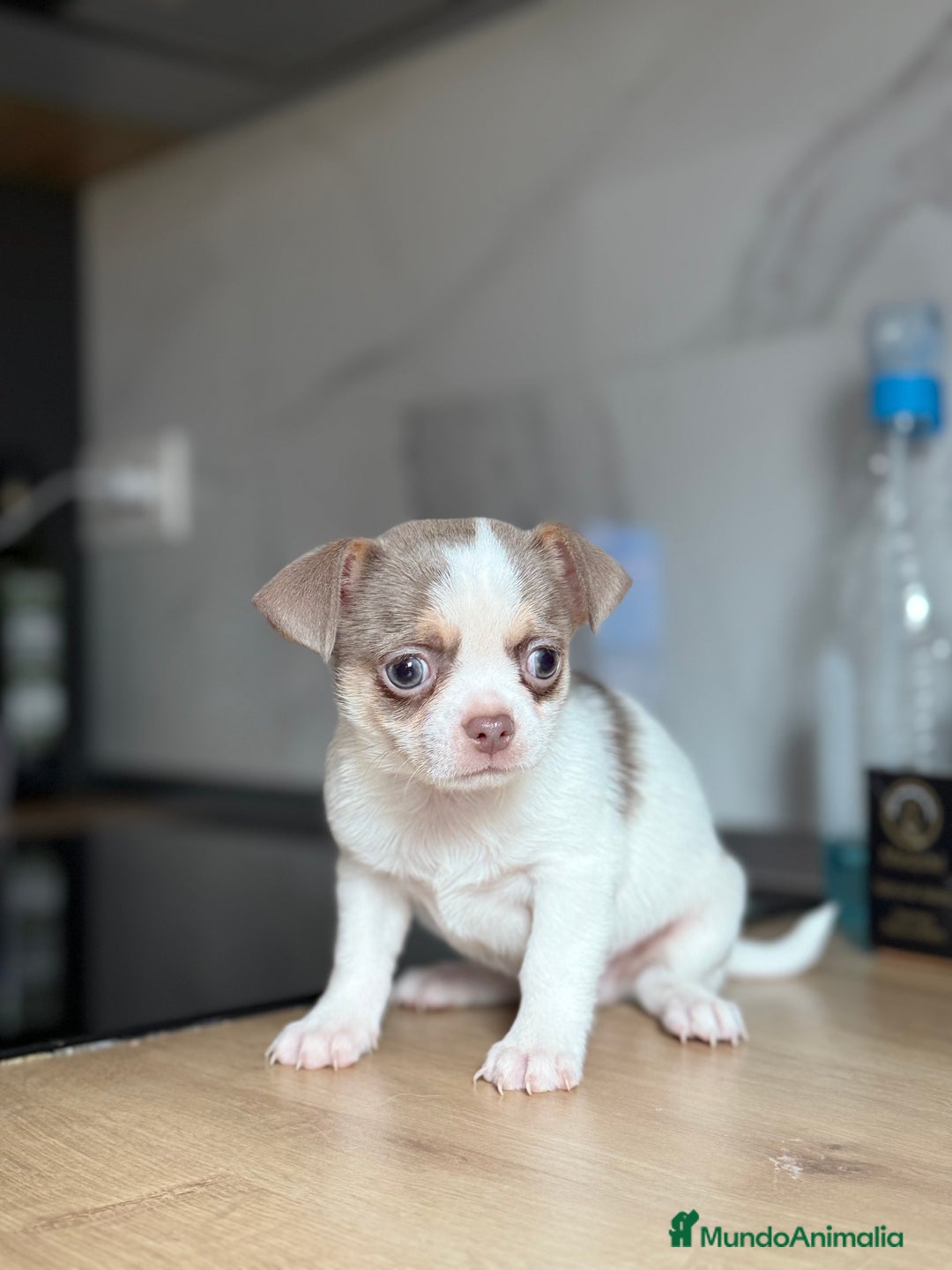 Chihuahua perros en venta: Chihuahuas estándar ojos azules  - Anuncio 1