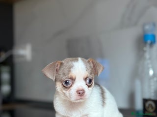 Chihuahua perros Chihuahuas estándar ojos azules - Anuncio 1