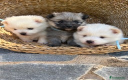 Pomerania perros en venta: Pomerania Machos disponibles  - Imagen 8