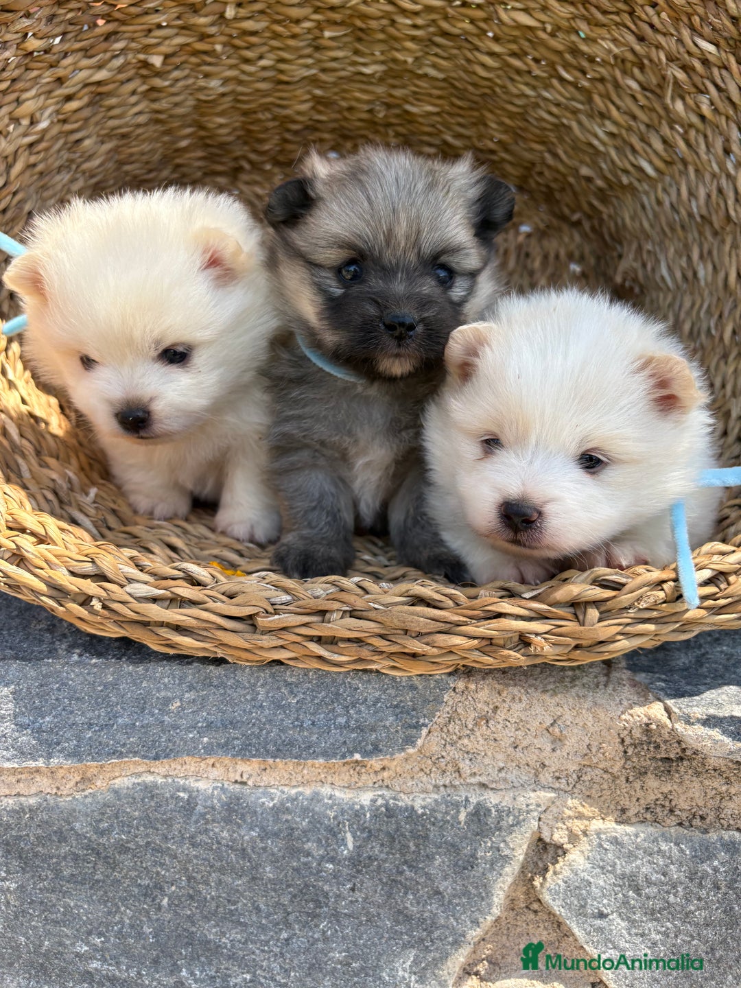 Pomerania perros en venta: Pomerania Machos disponibles  - Imagen 8