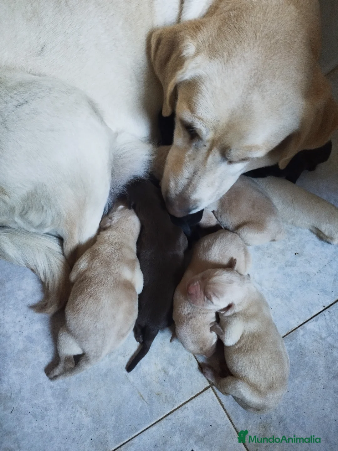 Labrador Retriever perros en venta: LABRADORES EXCLUSIVOS - Anuncio 4