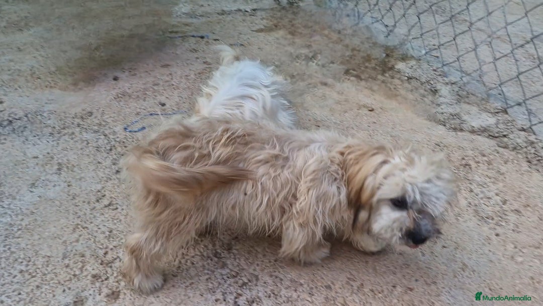 Bichón Habanero perros en venta: Hembra bichon habanero adopción  - Imagen 4
