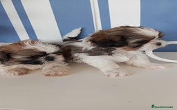 Shih Tzu perros en venta: Shizu tzu tricolor muy pequeño  - Imagen 3