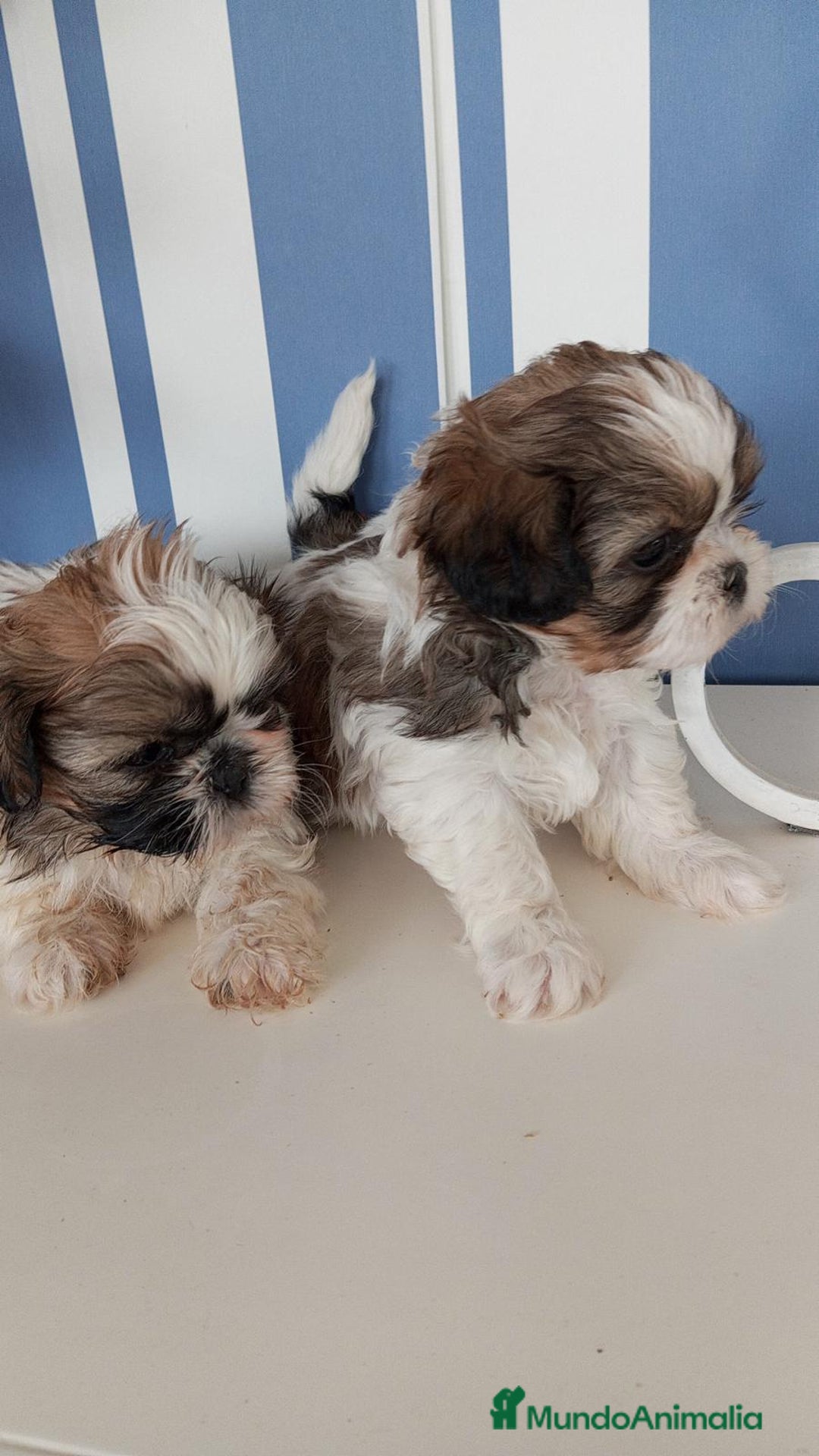 Shih Tzu perros en venta: Shizu tzu tricolor muy pequeño  - Imagen 3