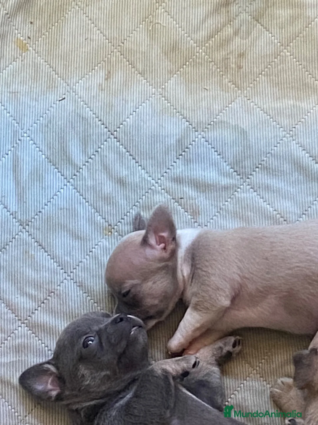 Chihuahua perros en venta: Chihuahua toy exoticos - Anuncio 1