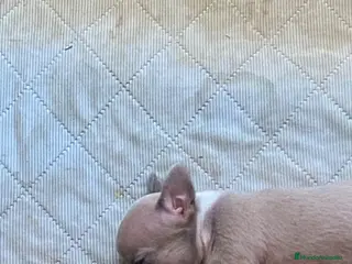 Chihuahua perros Chihuahua toy exoticos - Anuncio 17