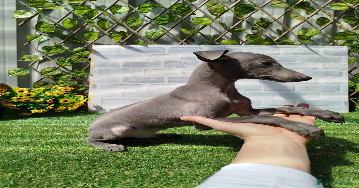 Lebrel italiano Piccolo en venta en Granada | MundoAnimalia