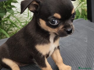 Chihuahua perros - Anuncio 36