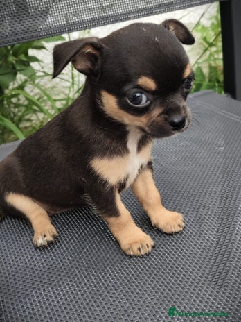 Chihuahua perros - Anuncio 1