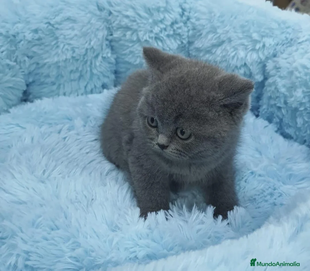 Británico de Pelo Corto gatos en venta: British shorthair  - Anuncio 5