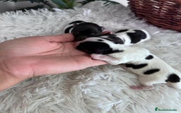 Yorkshire Terrier perros en venta: YORKSHIRE TERRIER BIEWER - Imagen 8