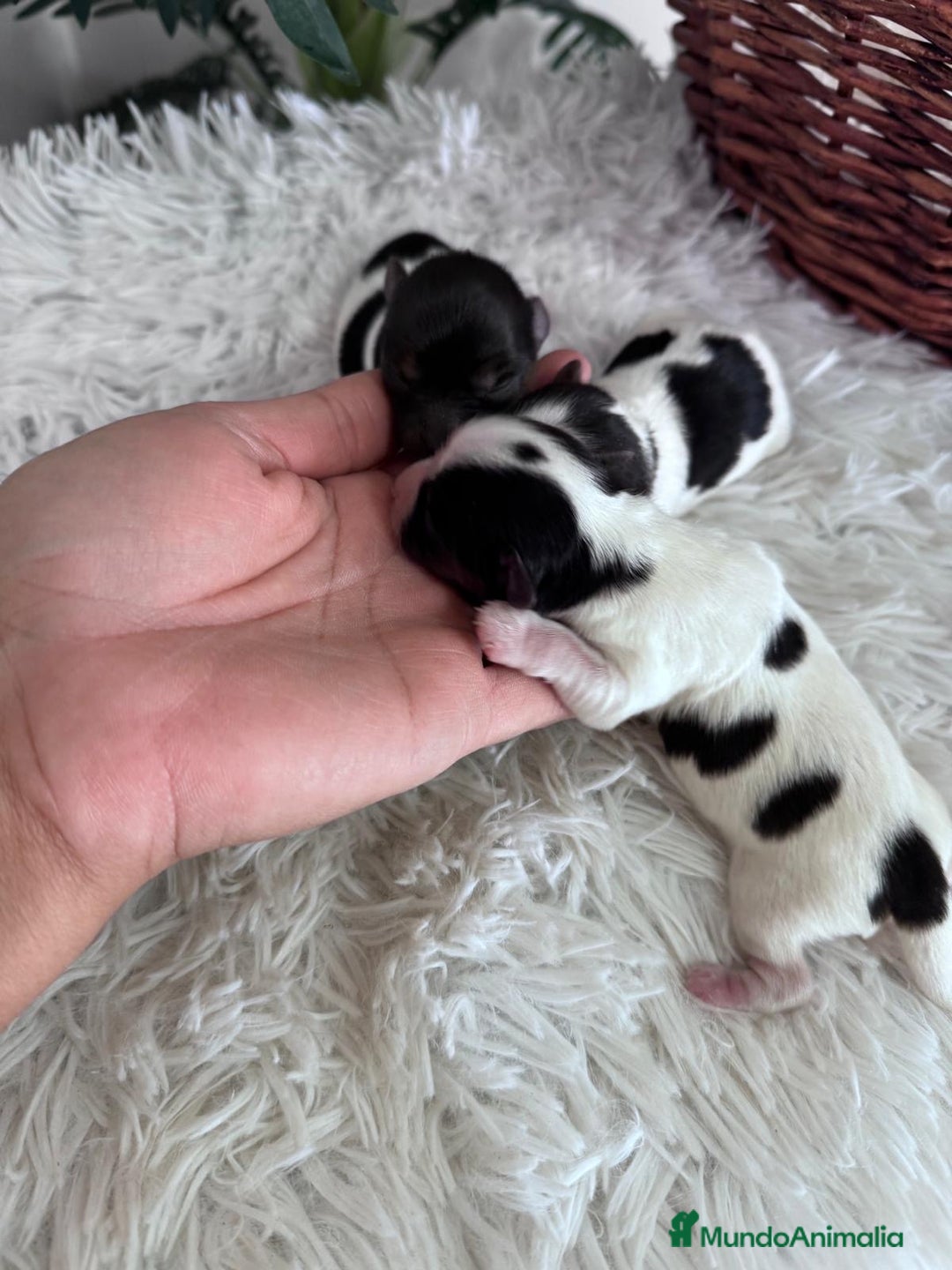 Yorkshire Terrier perros en venta: YORKSHIRE TERRIER BIEWER - Imagen 8