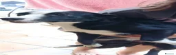 Border Collie perros en adopcion: Precisas perritas  - Anuncio 2
