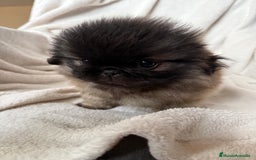 Pekinés perros en venta: Precioso machito de Pekines Imperial - Imagen 2