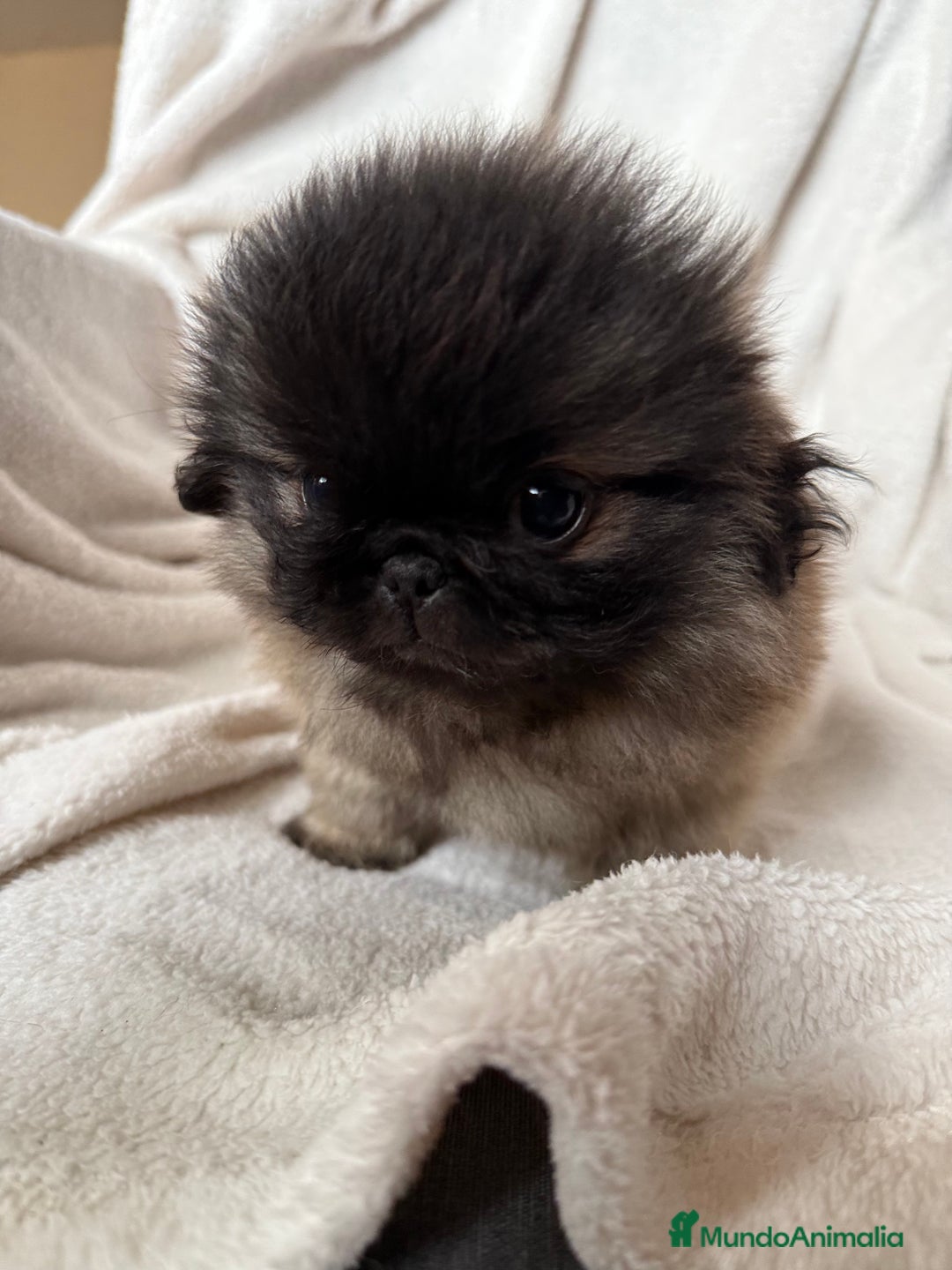 Pekinés perros en venta: Precioso machito de Pekines Imperial - Imagen 2