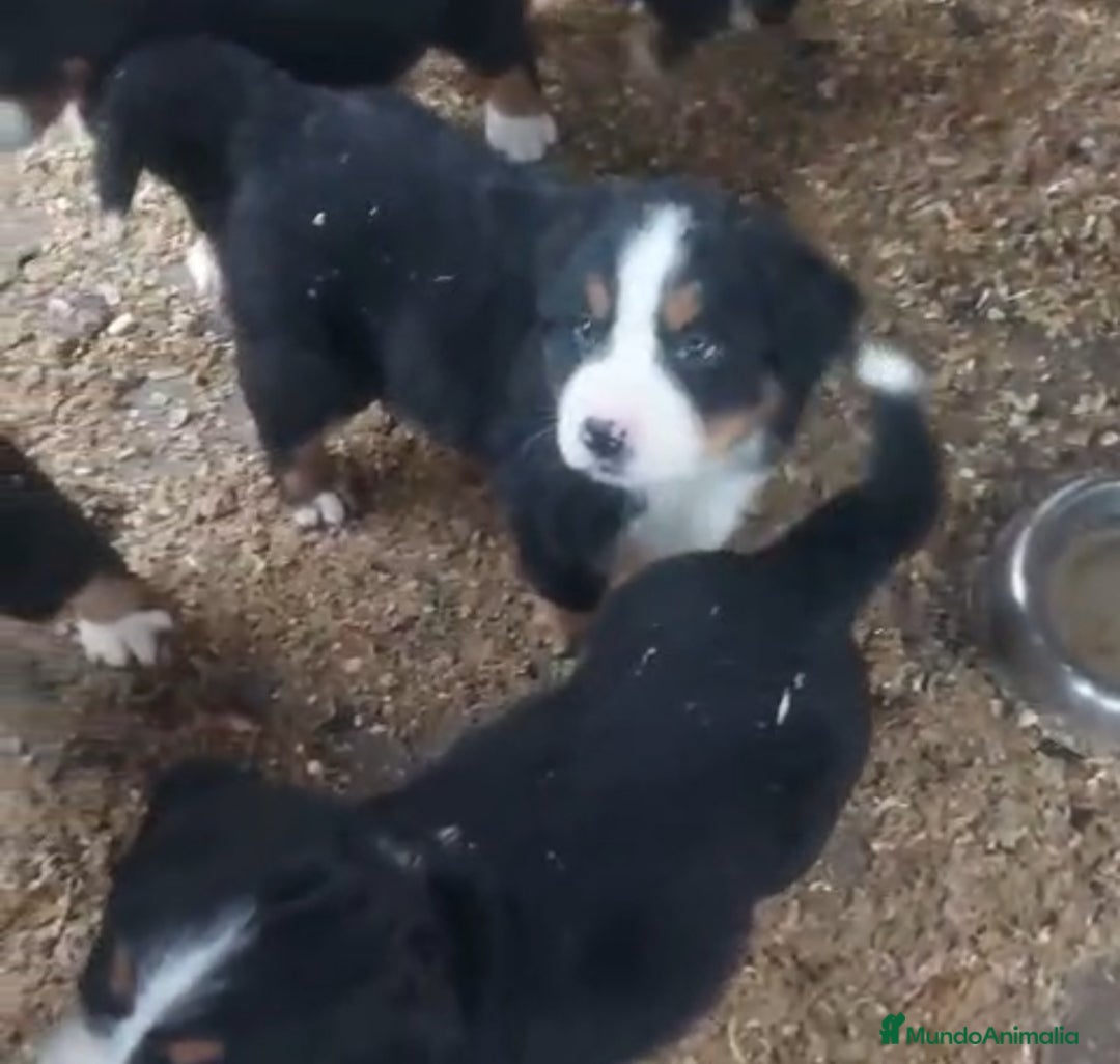 Boyero de Berna perros en venta: Cachorros de Boyero de Berna  - Anuncio 2
