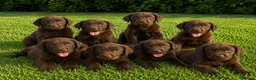 Labrador Retriever perros en venta: CACHORROS DE LABRADOR RETRIEVER  - Anuncio 3