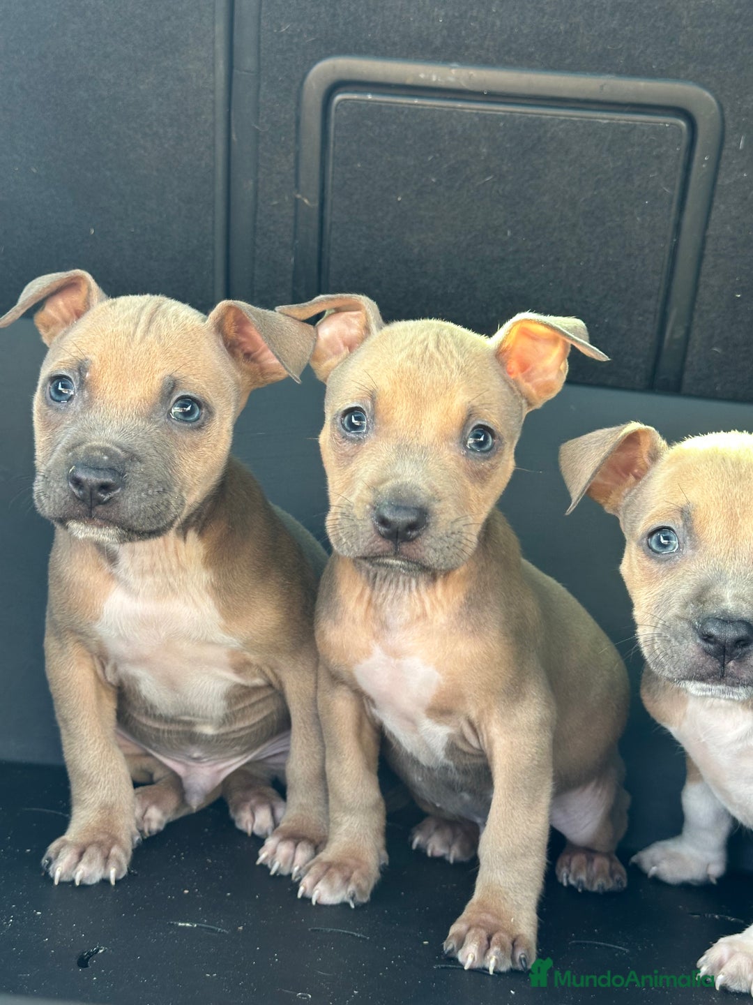 American Staffordshire-Terrier perros en venta: American Stanford, mis pequeños - Imagen 26