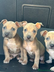 American Staffordshire-Terrier Cachorro 8