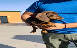 Teckel Miniatura perros en venta: Cachorro Teckel miniatura - Imagen 2