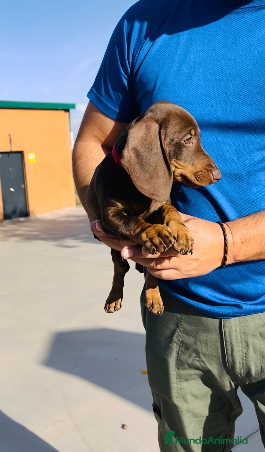 Teckel Miniatura perros en venta: Cachorro Teckel miniatura - Imagen 2