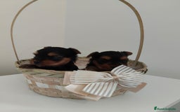 Yorkshire Terrier perros en venta: Espectaculares machitos - Imagen 2