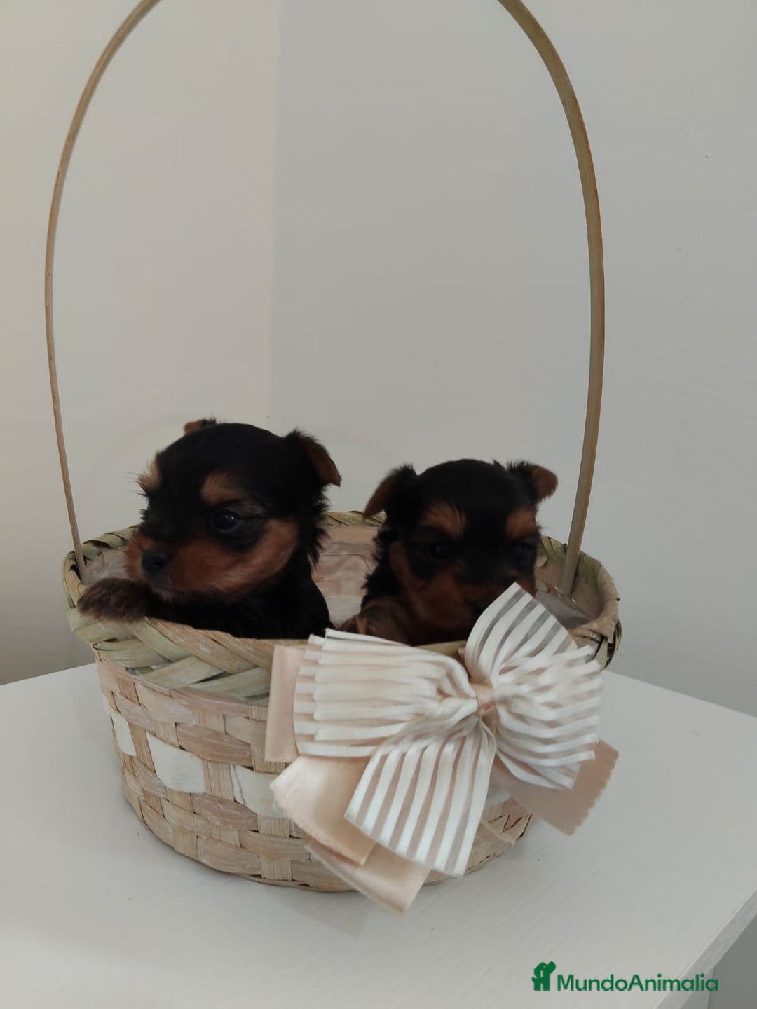 Yorkshire Terrier perros en venta: Espectaculares machitos - Imagen 2