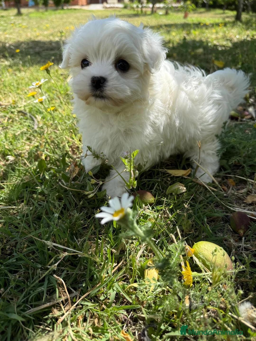 Bichón Maltés perros en venta: Bichon maltés disponible fotos actuales  - Anuncio 2