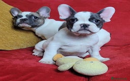 Bulldog Francés perros en venta: CAMADA DE BULLDOG FRANCÉS FAWN Y BICOLOR - Anuncio 1