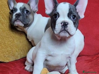 Bulldog Francés perros CAMADA DE BULLDOG FRANCÉS FAWN Y BICOLOR - Anuncio 1