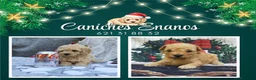 Caniche Toy perros en venta: IMPRESIONANTES CANICHES LINEA TOY  - Anuncio 12