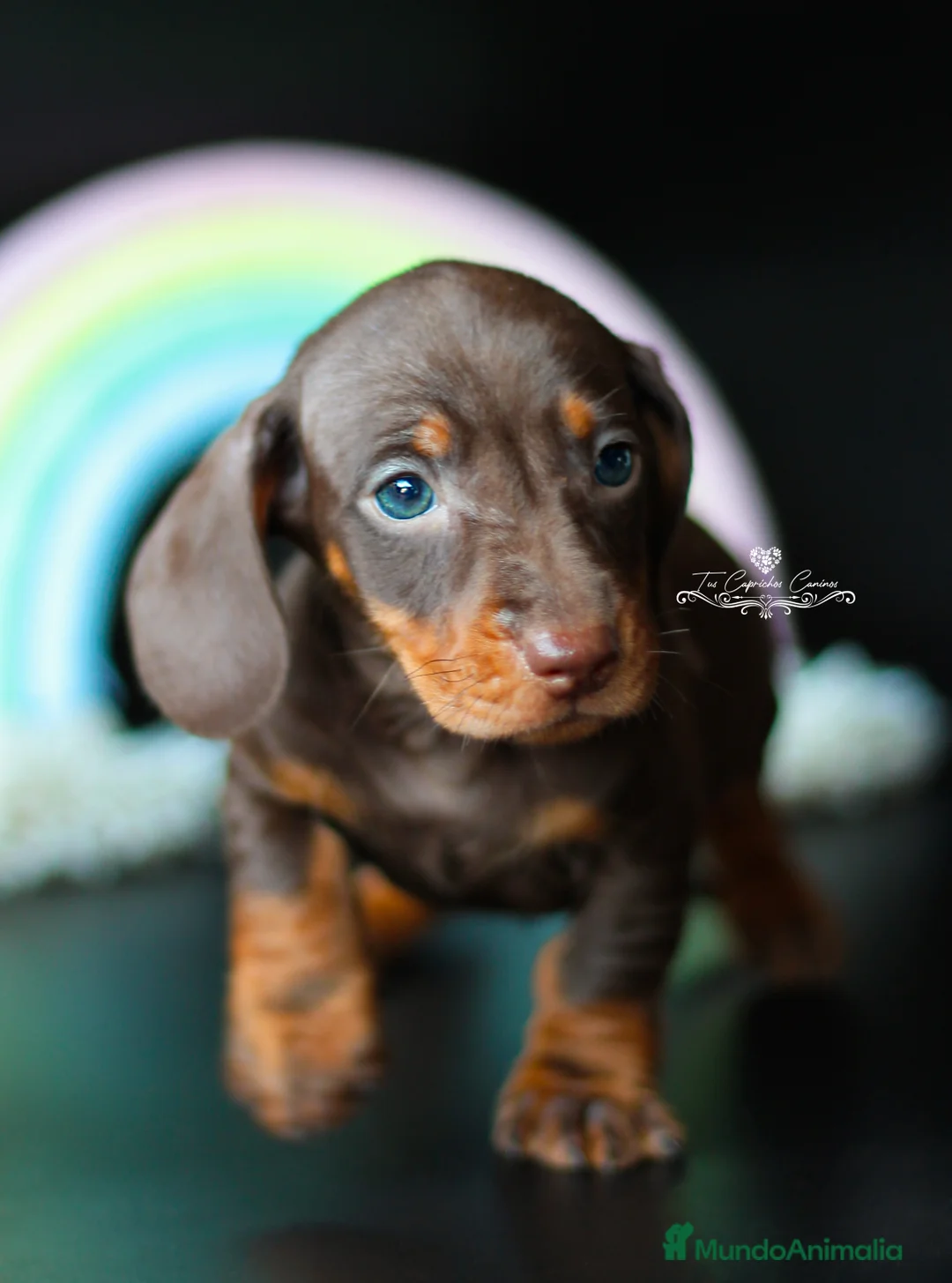 Teckel perros en venta: Teckel chocolate y fuego  en Cantabria - Anuncio 5