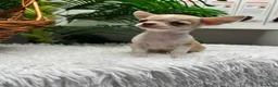 Chihuahua perros en venta: CHIHUAHUA HEMBRA - Anuncio 15